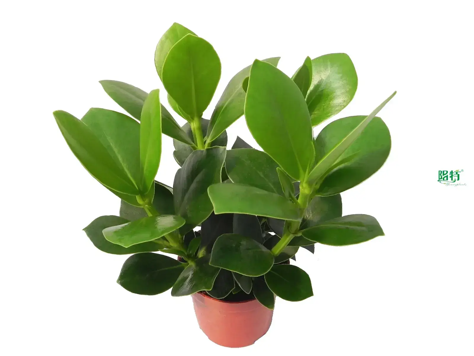 Custom alocasia portodora Suppliers Manufacturer | Youngplants 1