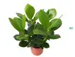 Custom alocasia portodora Suppliers Manufacturer | Youngplants 1