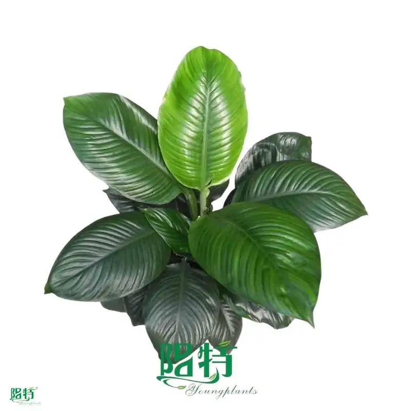 Custom spathiphyllum plant Suppliers Manufacturer | Youngplants 1