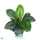 Custom spathiphyllum plant Suppliers Manufacturer | Youngplants 1