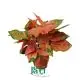 Hot-selling aglaonema red Manufacturers | Youngplants 1
