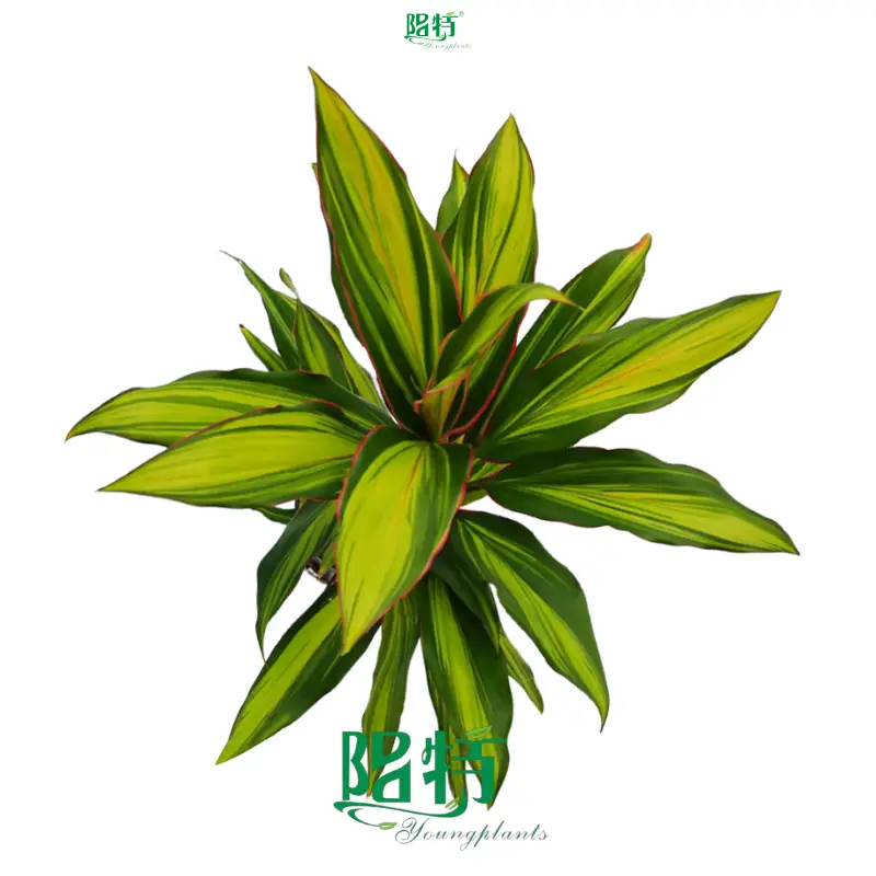 Hot-selling ficus benjamina bonsai Factory | Youngplants 1