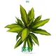 Hot-selling ficus benjamina bonsai Factory | Youngplants 1