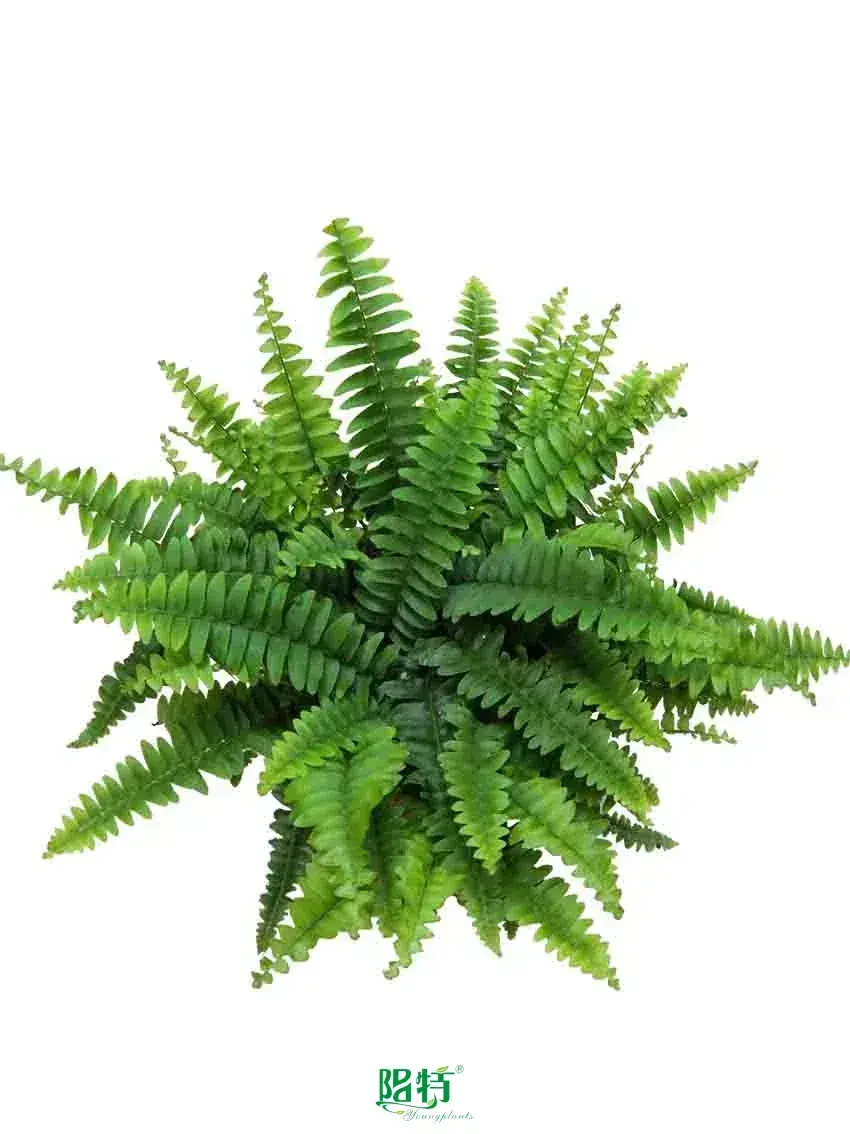 Wholesale how to propagate tree ferns Suppliers | Youngplants 1