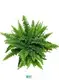 Wholesale how to propagate tree ferns Suppliers | Youngplants 1