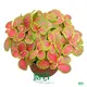 Custom fittonia argyroneura cats Manufacturers Manufacturer | Youngplants 1