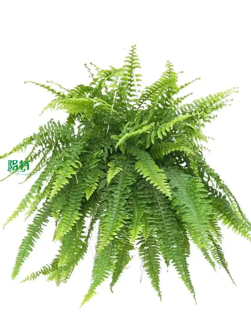 Custom lady fern Supply Manufacturer | Youngplants 1