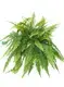 Custom lady fern Supply Manufacturer | Youngplants 1