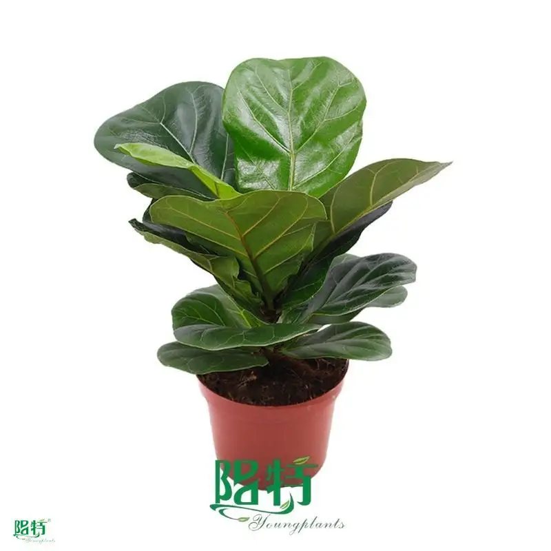 Custom Ficus elastica Ruby Factory Manufacturer | Youngplants 1