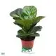 Custom Ficus elastica Ruby Factory Manufacturer | Youngplants 1