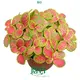 Youngplants | Wholesale red nerve plant Suppliers 1