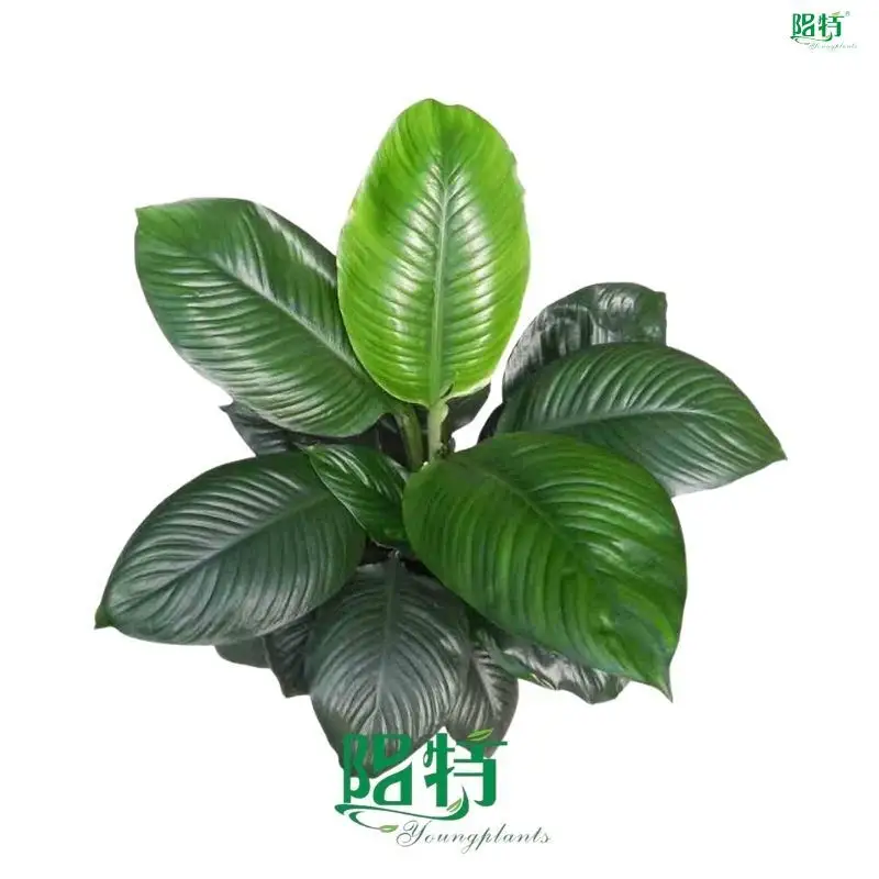 Youngplants | Top spathiphyllum sp Company 1