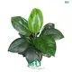 Youngplants | Top spathiphyllum sp Company 1