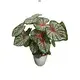 Custom white caladium Factory Manufacturer | Youngplants 1