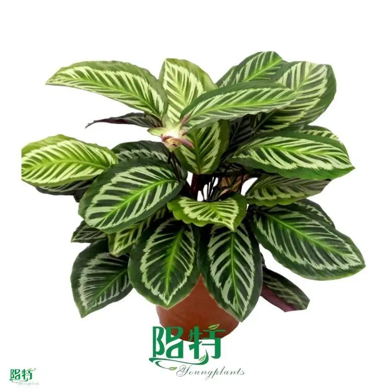 Hot-Sale calathea care Manufacturers | Youngplants 1