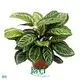 Hot-Sale calathea care Manufacturers | Youngplants 1