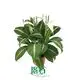 Youngplants | Wholesale spathiphyllum plant Factory 1