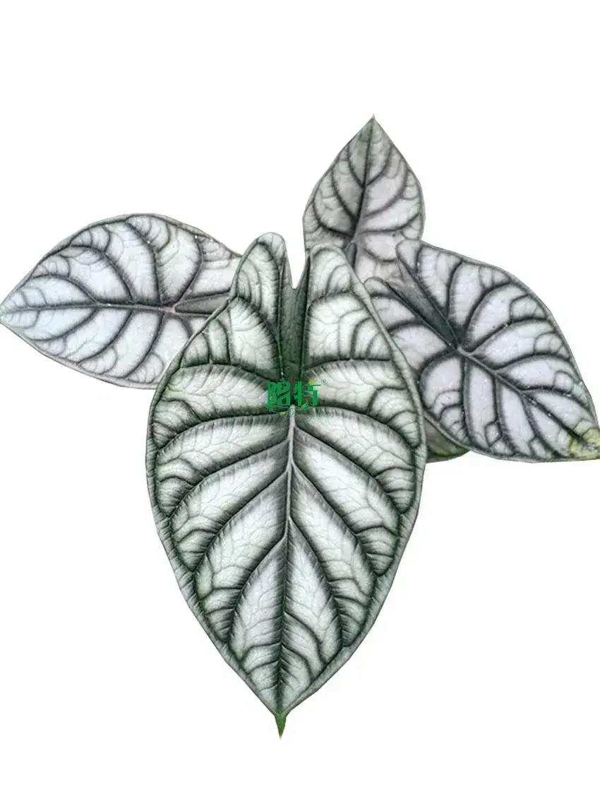 Wholesale black alocasia Manufacturers | Youngplants 1