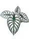 Wholesale black alocasia Manufacturers | Youngplants 1
