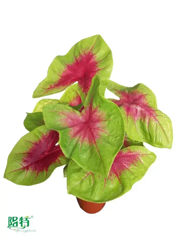 Youngplants | Best caladium bicolor Factory 1