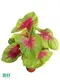 Youngplants | Best caladium bicolor Factory 1
