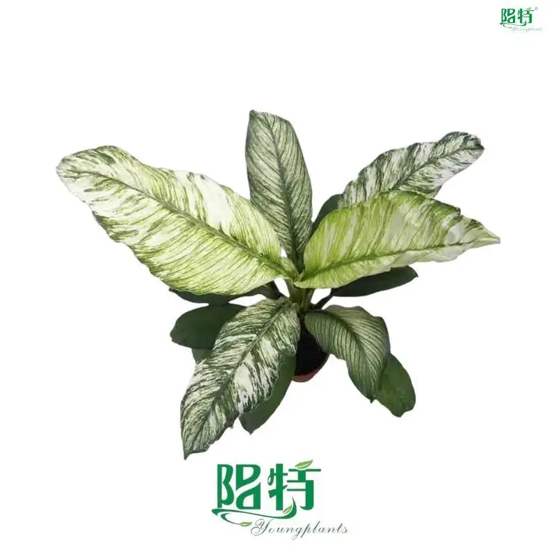 Custom spathiphyllum plant care Supply Manufacturer | Youngplants 1