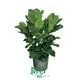 Youngplants | Best ficus bonsai care Factory 1