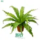 Custom phlebodium aureum Supply Manufacturer | Youngplants 1
