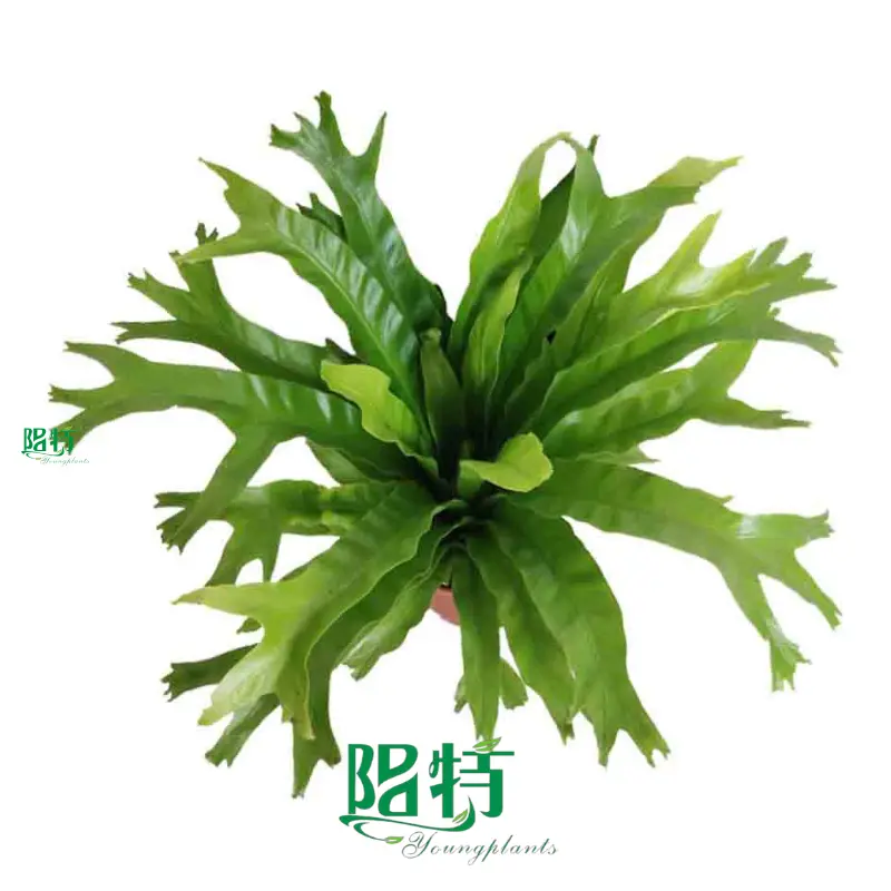 Youngplants | Top how to do a tissue culture Factory 1