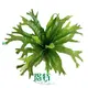 Youngplants | Top how to do a tissue culture Factory 1