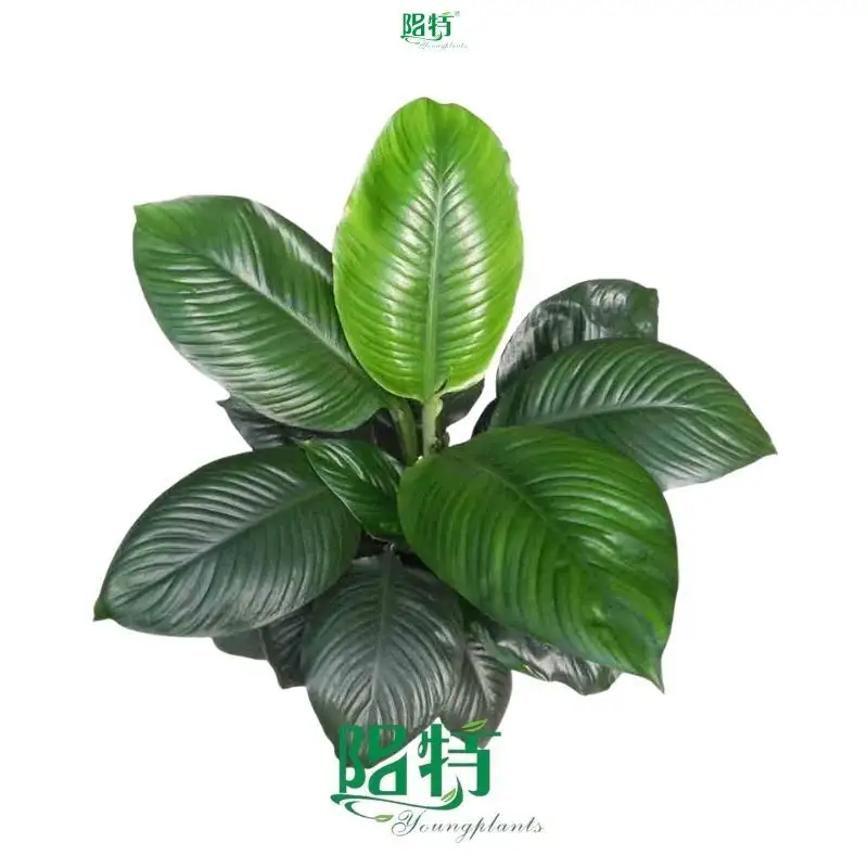 High-quality spathiphyllum Factory | Youngplants 1