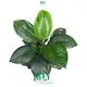 High-quality spathiphyllum Factory | Youngplants 1
