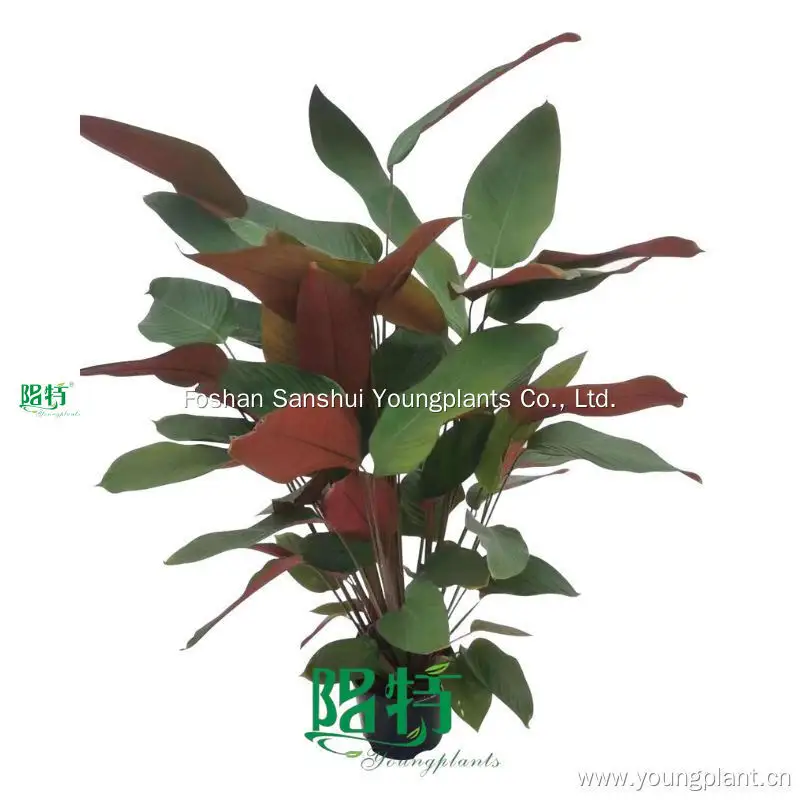 Hot-selling calathea maranta Manufacturers | Youngplants 1