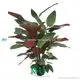 Hot-selling calathea maranta Manufacturers | Youngplants 1