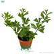 Top schefflera arboricola Suppliers | Youngplants 1