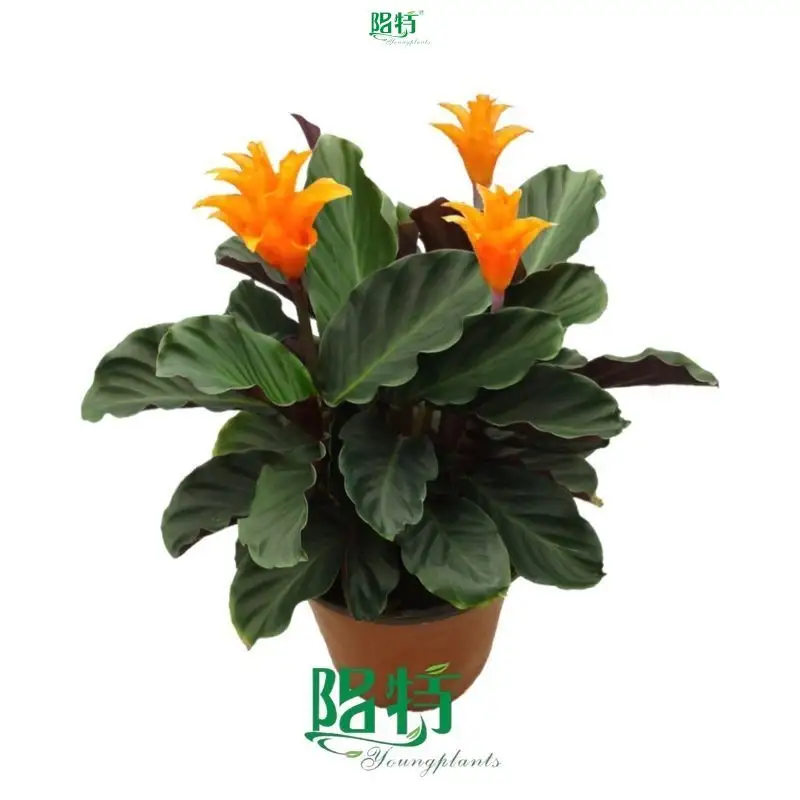 Youngplants | Best calathea care Suppliers 1