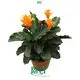 Youngplants | Best calathea care Suppliers 1