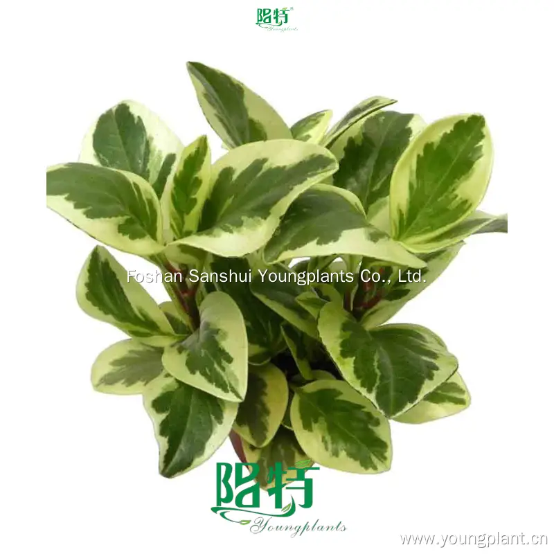 Custom variegated peperomia obtusifolia Suppliers Manufacturer | Youngplants 1