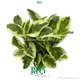 Custom variegated peperomia obtusifolia Suppliers Manufacturer | Youngplants 1