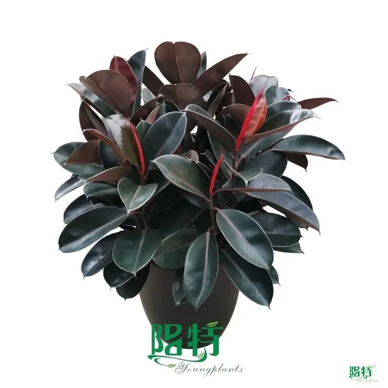 Custom ficus indoor plant care Supply Manufacturer | Youngplants 1