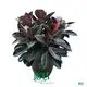 Custom ficus indoor plant care Supply Manufacturer | Youngplants 1