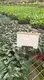 Youngplants | Hot-selling alocasia rhizomes Factory 1