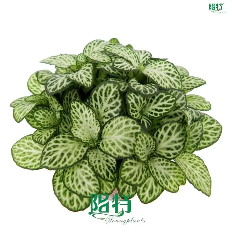 Youngplants | High-quality red nerve plant Manufacturers 1