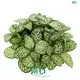 Youngplants | High-quality red nerve plant Manufacturers 1