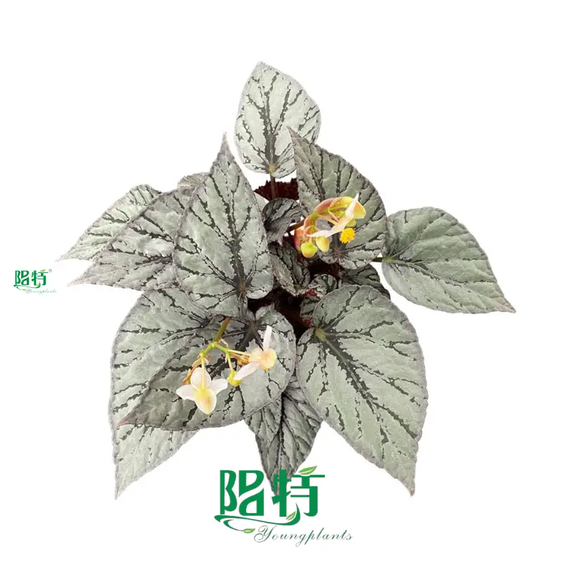 High-quality begonia indoor Factory | Youngplants 1
