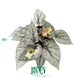 High-quality begonia indoor Factory | Youngplants 1