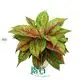 Best aglaonema varieties Supply | Youngplants 1