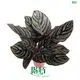flytrap plants at Wholesale Prices | Youngplants 1