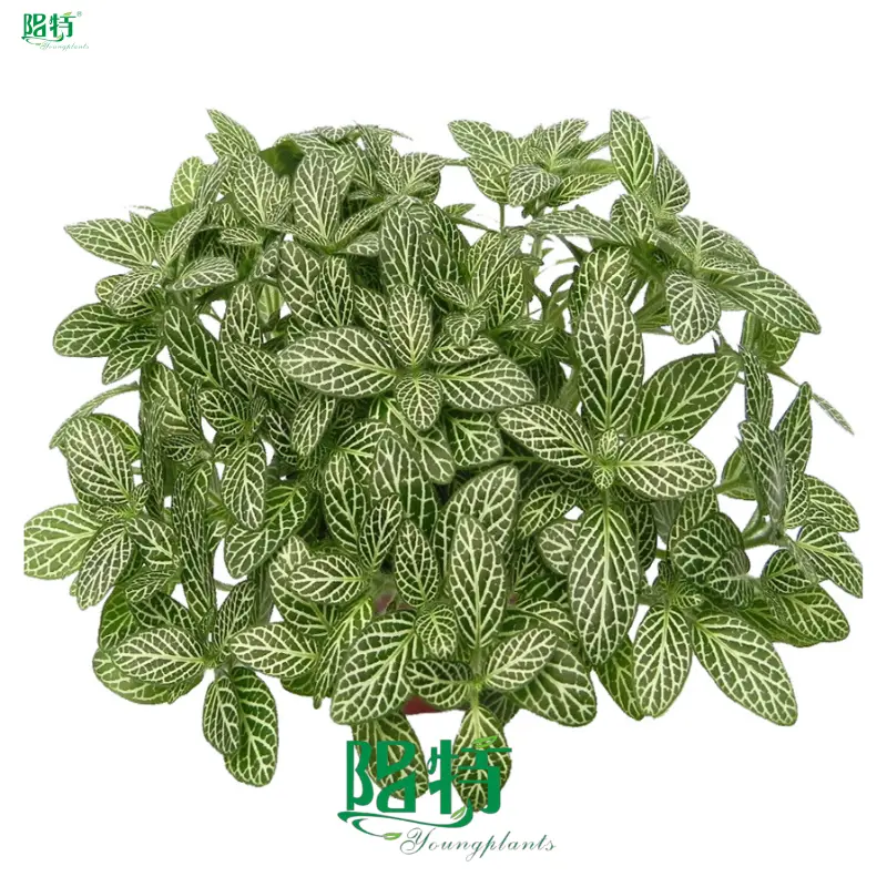 Youngplants | Hot-Sale nerve plant flower Company 1