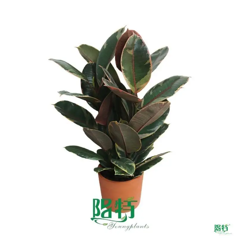 Youngplants | Wholesale ficus bonsai tree Factory 1